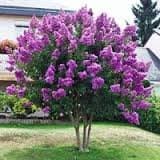 CrapeMyrtleGuy Semi Dwarf Purple Zuni Trees (Pack of 4)