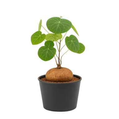 Our 10 Best Red Rattan Stephania Erecta for 2026 [US] | OneClearWinner.com
