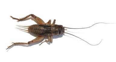 1000 Crickets - Medium 1/2" (Banded Cricket)