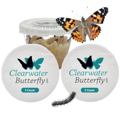 Clearwater Butterfly Painted Lady Butterflies - 10 Live Caterpillars to Butterflies - Caterpillar Refill for Butterfly Kit - Mesh Cage Not Included - STEM Learning Live Butterfly Kit - 10 Count