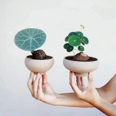 Our 10 Best Red Rattan Stephania Erecta for 2026 [US] | OneClearWinner.com