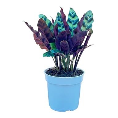 Rattlesnake Calathea Live Plant - Air Purifier, Colorful House Plant, Ideal for Home Decor and Room Decor - Rattlesnake for Indoor Plants, Calathea Lancifolia Prayer Plant