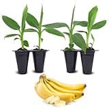 Dwarf Cavendish Banana Plants Live – Set of 4 Starter Musa Banana Trees for Planting – Compact Tropical Fruit Producers – Fast-Growing and Low Maintenance-Fruit Plant for Planting