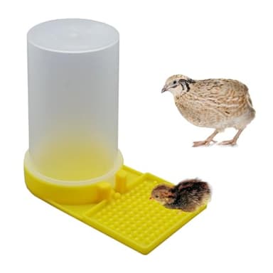 Baby Bird Button Quail Yellow Water Feeder