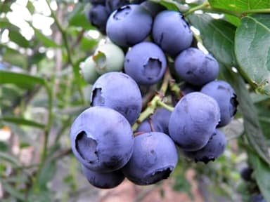 50 Southern HIGHBUSH Blueberry Pre-Stratified Vaccinium Corymbosum Blue Berry Fruit Bush Shrub Seeds