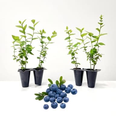 Live Emerald Blueberry Plants (4 Pack) – Southern Highbush Blueberry Bushes for Planting, High Yield, Mildly Sweet Flavor, Suitable for Mild Winter Regions