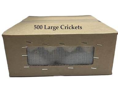 BASSETT'S CRICKET RANCH 500 Large (1") Banded Crickets