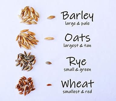 Simple Cat Grass Blend, 100% US Organic, 4 Popular Seeds: Wheat, Barley, Oats, and Rye Mix Combo, Show Your Love with a Healthy Pet Snack Treat (4 Ounce (~3200 Seeds))