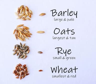 Crafted-Brand Simple Cat Grass Blend | 100% US Organic + 4 Popular Seeds | Wheat, Barley, Oats, Rye Mix Combo | Show Your Love with a Healthy Pet Snack Treat (6 Ounce ~4800 Seeds)