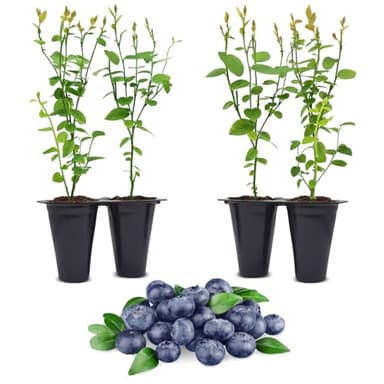 Live Jewel Blueberry Plants (4 Pack) – Southern Highbush Blueberry Bushes for Planting, High Yields, Exceptional Fruit Size, Suitable for Mild Winter Regions