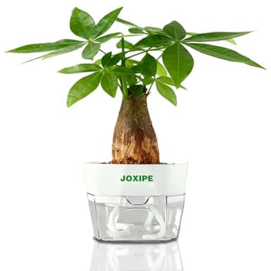 joxipe Money Tree Decor in Decorative Pot – Flower Pot with Automatic Watering, Air-Freshening Home & Office Decoration, Perfect for Room, Desk or Shelf, Ideal Housewarming & Birthday Gift