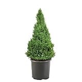 1 Gallon, Dwarf Alberta Spruce Shrub, Green