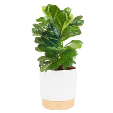 Costa Farms Baby Fiddle Leaf Fig Live Plant in Decorative Pot, Indoor Houseplant, Perfect for Home, Room, or Office Decor, Great House Warming or Birthday Gift, 12-18 Inches Tall