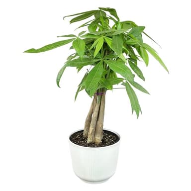 Altman Plants Money Tree Plant Decor (Approx. 1.5 Feet Tall) with 6 Inch White Plant Pot, Pet Friendly Plants, Easy Plant Gift, Easy to Grow House Plant & Desk Plant in Indoor Plant Potting Soil Mix
