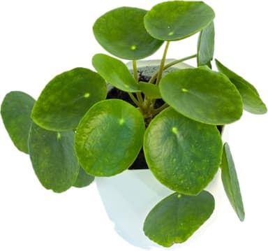 Chinese Money Plant Live (Pilea Peperomioides) in White Geometric Self-Watering Planter, Modern Indoor Houseplant, Minimalist Home & Office Desk Decor, Easy Care Gift, Air Purifying Plant