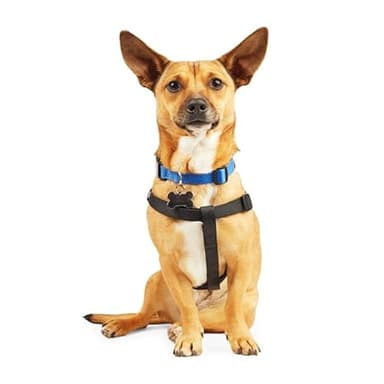 YOULY by Petco Adjustable Dog Harness Black Medium/Large