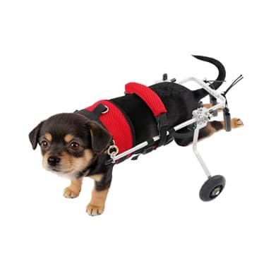LIAUHO Cat Wheelchair, Cat Wheel for Back Legs, Cat Barrier Wheels, Adjustable Pet Wheelchair for Disabled Hind Legs Walking, Arthritis, Paralyzed, Injured Small Pets (for 6–12 Months Pet)