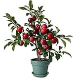 8-10 Inch Dwarf Japanese/Oriental Plum Tree Seedling for Container & Garden, Perfect Miniature Edible Fruit Tree