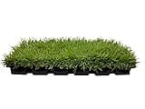 Florida Foliage Zoysia Sod Plugs - Large 3" x 3" Plugs - 18 Count Tray - Drought, Salt & Shade Tolerant Turf Grass