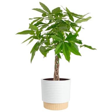 Costa Farms Money Tree Live Plant in Decorative Pot, Air Purifying, Large Indoor Houseplant, Perfect for Home, Room, or Office Decor, Great House Warming or Birthday Gift, 3-4 Feet Tall