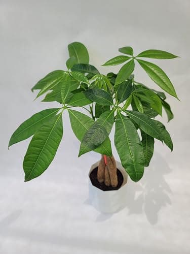 Braided Chinese Money Tree Live Plant - Now Available in Geometric Self-Watering Planter - Pachira Aquatica - Live Bonsai Tree - Air Purifying Plant (Braided Plant in Self-Watering Planter)