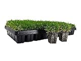 Zoysia Plugs - 50 Large Grass Plugs - Drought Tolerant, Low Maintenance EZPLug