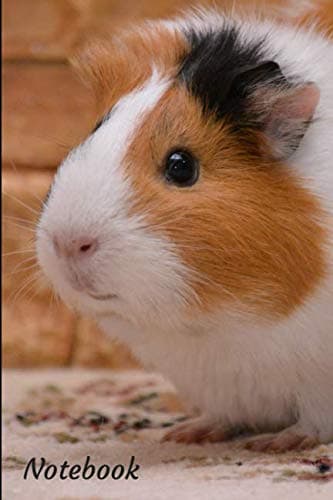Notebook: Guinea Pig Design