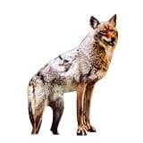 Bird-X Coyote Flat Decoy, large