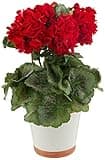 Nearly Natural Geranium Silk Plant