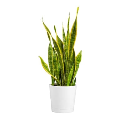 Costa Farms Snake Plant, Mother-in-Law's Tongue Live Plant in Decorative Pot, Large Easy to Maintain Indoor Succulent Houseplant, Assorted Variety, Home, Room, or Office Décor, 2-3 Feet Tall