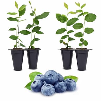 Live O'Neal Blueberry Plants (4 Pack) – Southern Highbush Blueberry Bushes Live for Planting, Exceptional Flavor, Early Harvest, Suitable for Diverse Climates