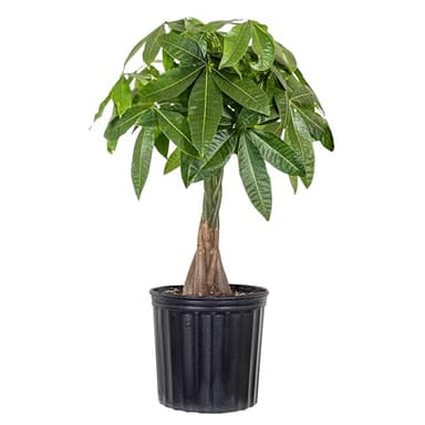 United Nursery Money Tree Plant – Pachira Aquatica in 10” Grower Pot – 32-44 Inches Tall – Braided Trunk Indoor Tree – Low-Maintenance, Air-Purifying Houseplant for Home or Office Decor