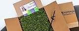 50 Zoysia Grass Plugs & Auger | Beginner's Pack