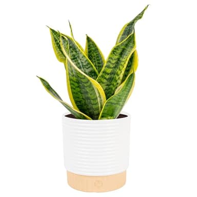 Costa Farms Snake Plant, Mother-in-Law's Tongue Live Plant in Decorative Pot, Large Easy to Maintain Indoor Succulent Houseplant Assorted Variety, Home, Room, or Office Décor, 12-20 Inches Tall