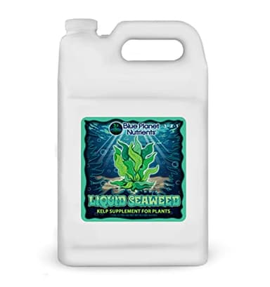 Liquid Kelp Seaweed Fertilizer Concentrate (Gallon) - Blue Planet Nutrients Ascophyllum Nodosum Liquid Seaweed Supplement - Makes 1,600+ Gallons - Organic Kelp for All Plants & Gardens