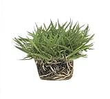 Zoysia Sod Plugs - 18 Large 3" x 3" Plugs - Drought, Salt & Shade Tolerant Turf Grass