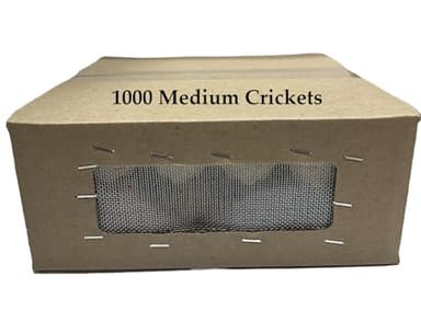 BASSETT'S CRICKET RANCH 1000 Medium (1/2") Banded Crickets