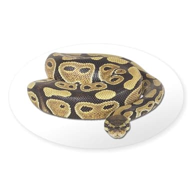 CafePress Ball Python Photo Oval Sticker Oval Bumper Sticker Car Decal