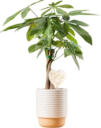 Costa Farms Money Tree Live Plant in Decorative Pot, Easy to Maintain, Air Purifying Braided Indoor Houseplant, Home, Room, or Office Decor, House Warming or Birthday Gift, 12-16 Inches Tall