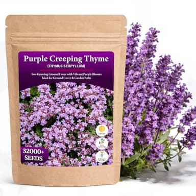 32000+ Purple Creeping Thyme Seeds for Planting, Low-Growing Perennial Ground Cover with Purple Blooms for Gardens, Walkways & Stepping Stones