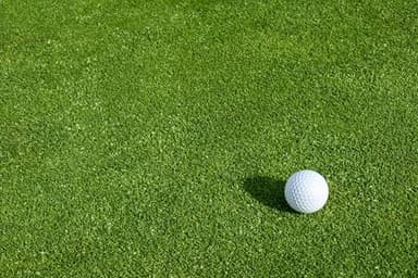 Creeping BentGrass Seeds, 1 Pound