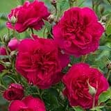 Heirloom Roses David Austin English Rose - Thomas à Becket® David Austin Red Rose For Outdoor Gardening