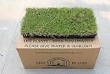 Generic Innovation Zoysia Sod Plug-18 Pack, Green