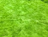 1 Pound Seeds and Mulch, Zoysia Grass Seeds Zenith Zoysia Grass Seeds Lawn Grass Seed Zoysia Seeds