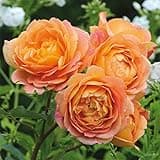 Heirloom Roses David Austin Rose Plant - Lady of Shalott Orange Rose Bush, Live Rose Bushes for Planting Outdoors