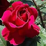 Heirloom Roses David Austin English Rose Plant - Tess of The d'Urbervilles® Red Rose Bush, English Roses Live Plant for Planting Outdoors