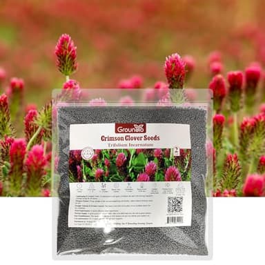 Groundio Annual Crimson Clover Seeds, 2 lbs, Trifolium Incarnatum Seeds for Lawn Alternative, Attracts Pollinators, Nitrocoated and Inoculated