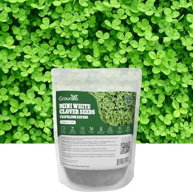 Groundio Mini White Clover Seeds 1LB, 4-6 inch Tall Perennial Dwarf Dutch Clover Trifolium Repens, Low-Maintenance, Ground Cover Small Green Leaf, Nitro Coated and Inoculated, USDA Zones 3-10