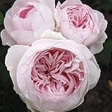 Earth Angel Parfuma 1.5 Gal Potted Rose, Very Fragrant Blush Pink Flowers Peony Shaped Blooms - Own Root Live Rose Easy to Grow and Ready to Plant - Stargazer Perennials