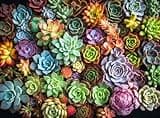 Cross & Glory - Succulent Symphony - 1000 Piece Jigsaw Puzzle for Adults | Premium Quality | Colorful Artwork Puzzle | Brain Teasing Fun & Perfect Wall Art